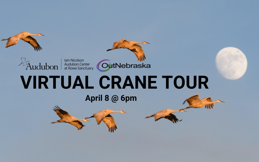 Virtual Crane Tour with Rowe Sanctuary